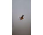 Pin Creci SP
