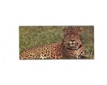 Nestle Surpresa Cole��o Animais do Pantanal n.:19 On�a