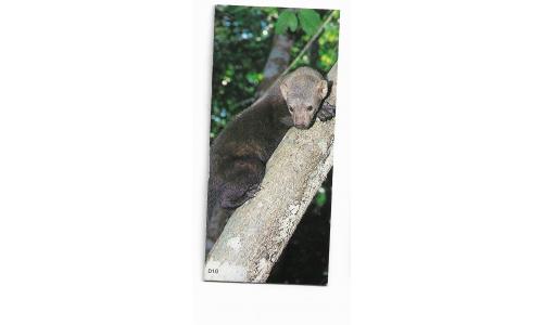 Nestle Surpresa Cole��o Animais da Amazonia n.10