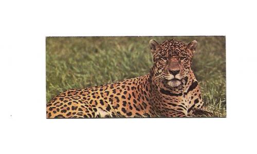Nestle Surpresa Cole��o Animais do Pantanal n.:19 On�a